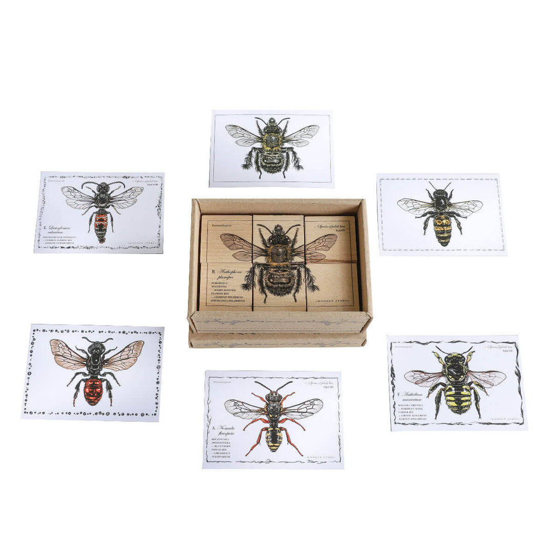 Wooden Blocks Bee Life - Species