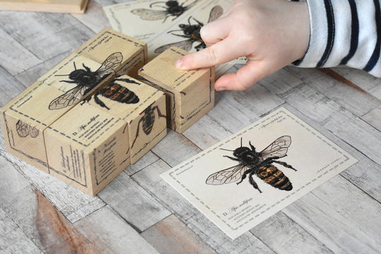 Wooden Blocks Bee Life - Species