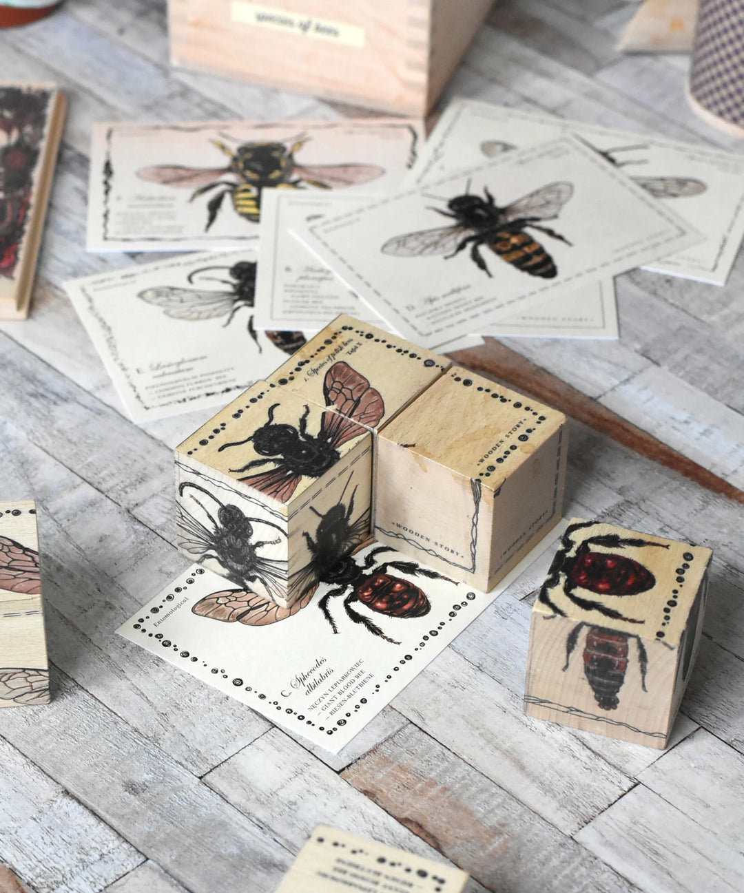 Wooden Blocks Bee Life - Species