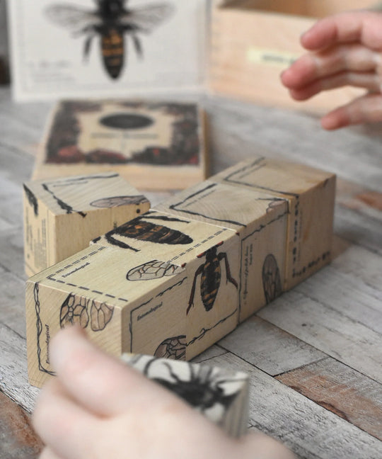 Wooden Blocks Bee Life - Species
